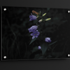 Campanula