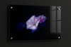 Campanula
