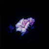 Campanula