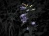Campanula
