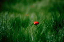  Tulipano