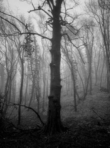  Alberi in nebbia