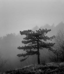  Alberi in nebbia 2