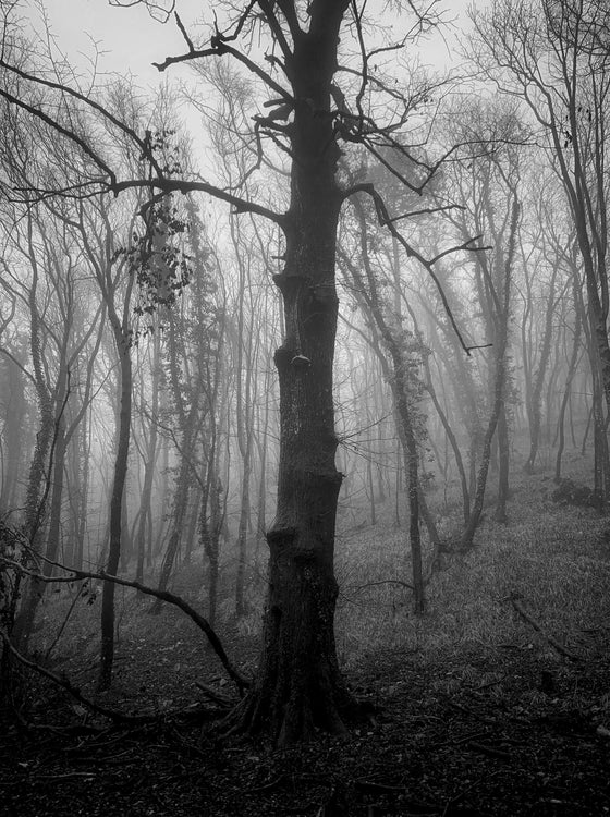 Alberi in nebbia