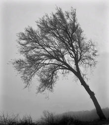  Alberi in nebbia 3