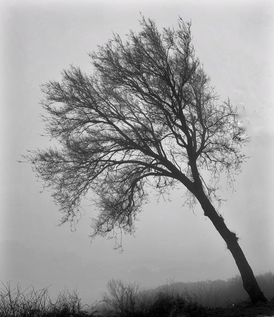 Alberi in nebbia 3
