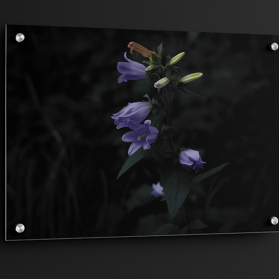 Campanula