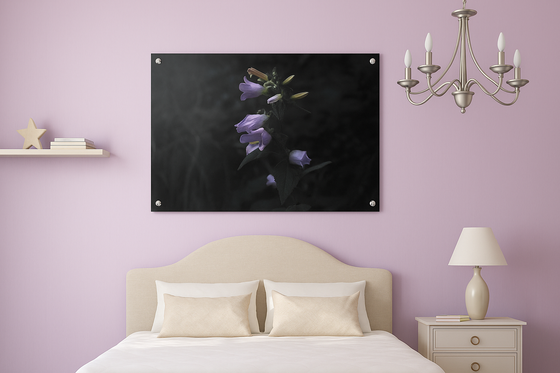 Campanula