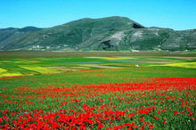  Marani (Copia) (Copia)