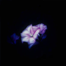  Fiore color