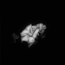  Fiore