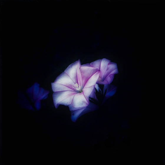 Fiore color