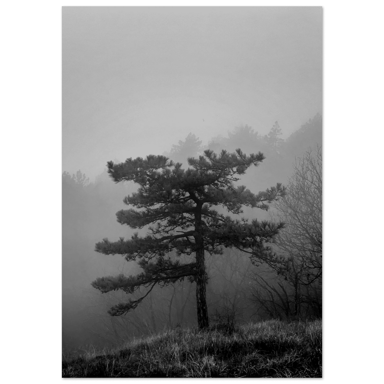 Albero - Micol Art Gallery