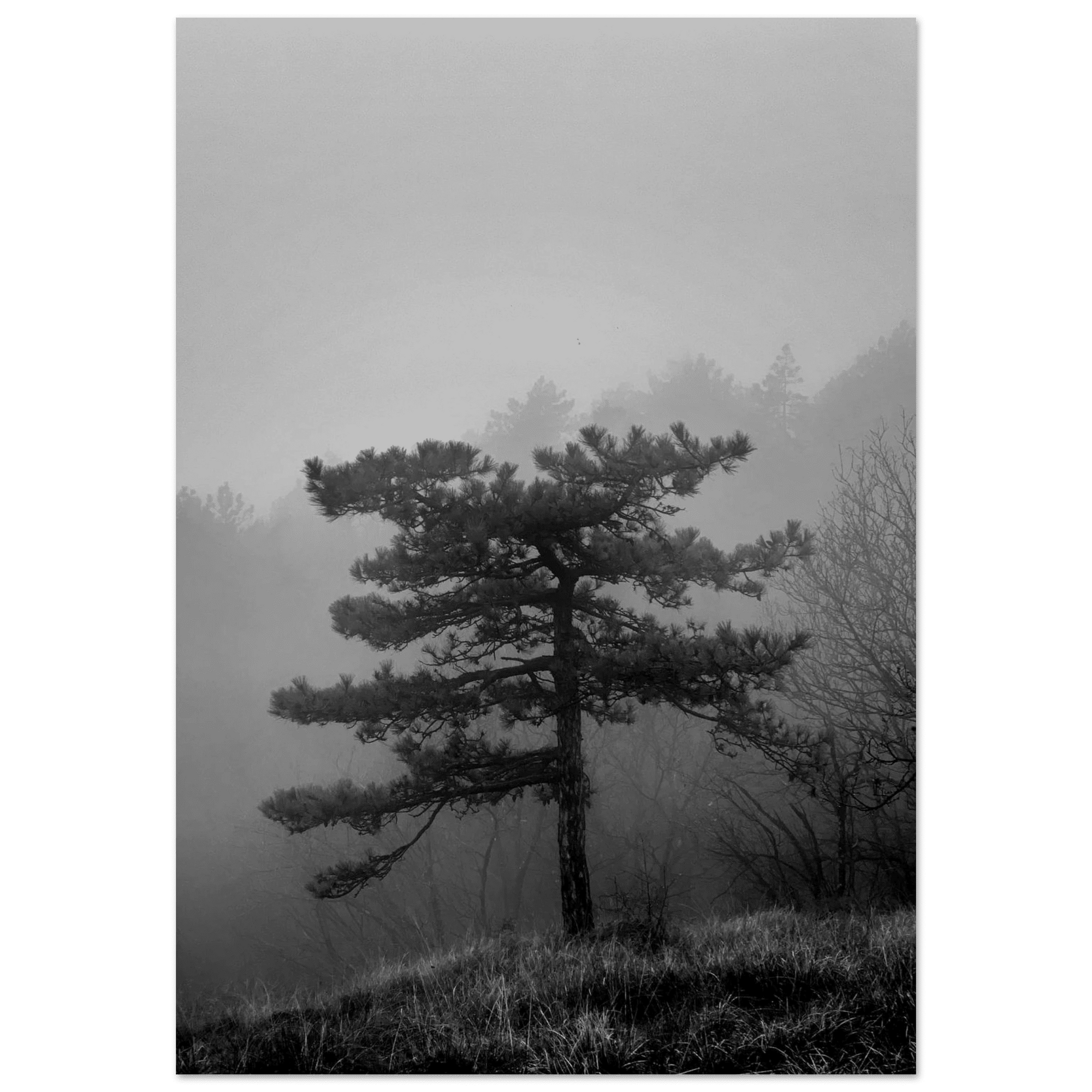 Albero - Micol Art Gallery