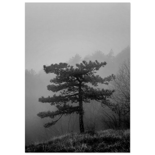 Albero - Micol Art Gallery
