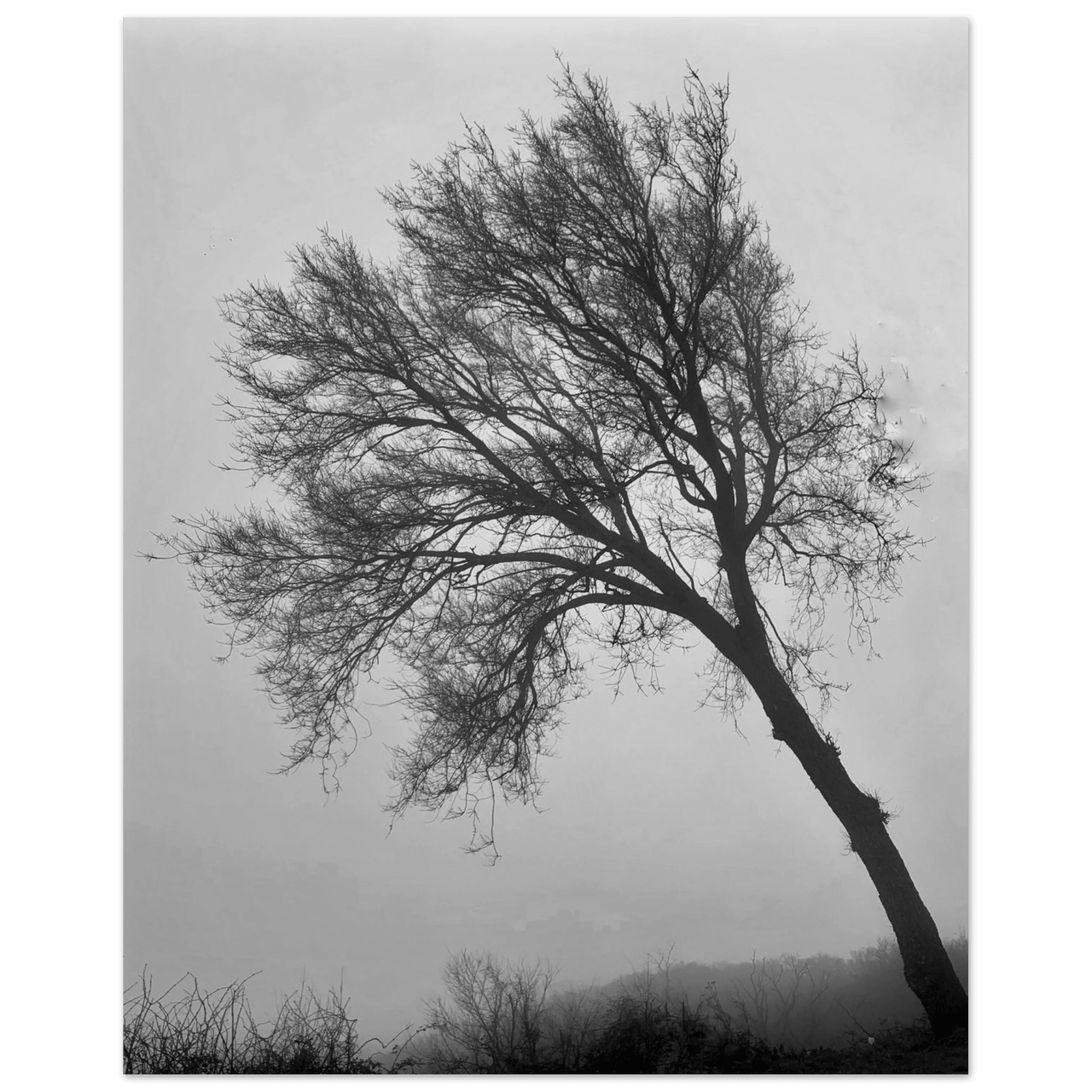 Albero in Nebbia - Micol Art Gallery