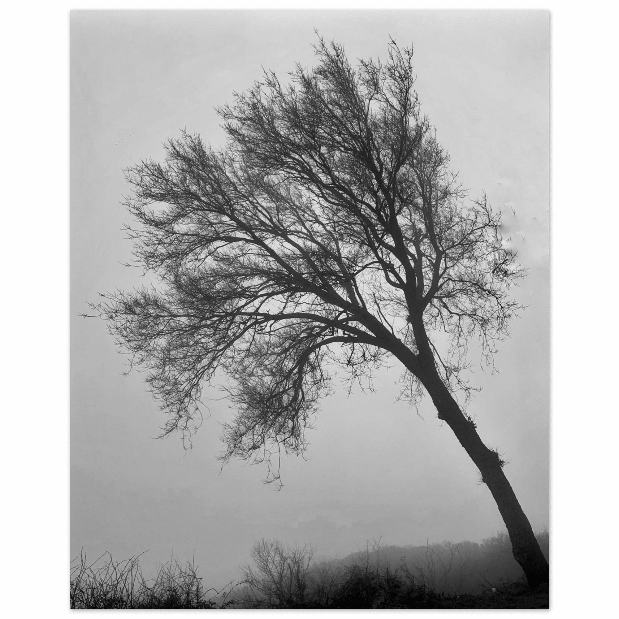 Albero in Nebbia - Micol Art Gallery