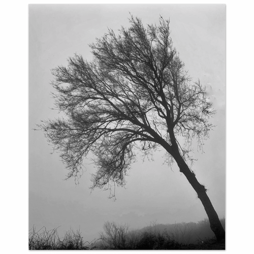 Albero in Nebbia - Micol Art Gallery