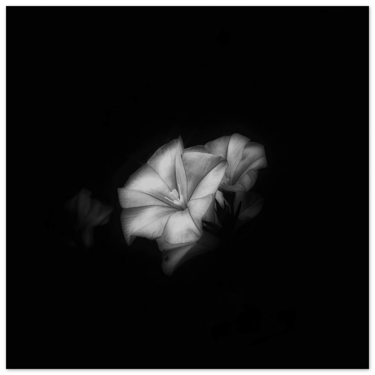 Bianco e Nero - Micol Art Gallery