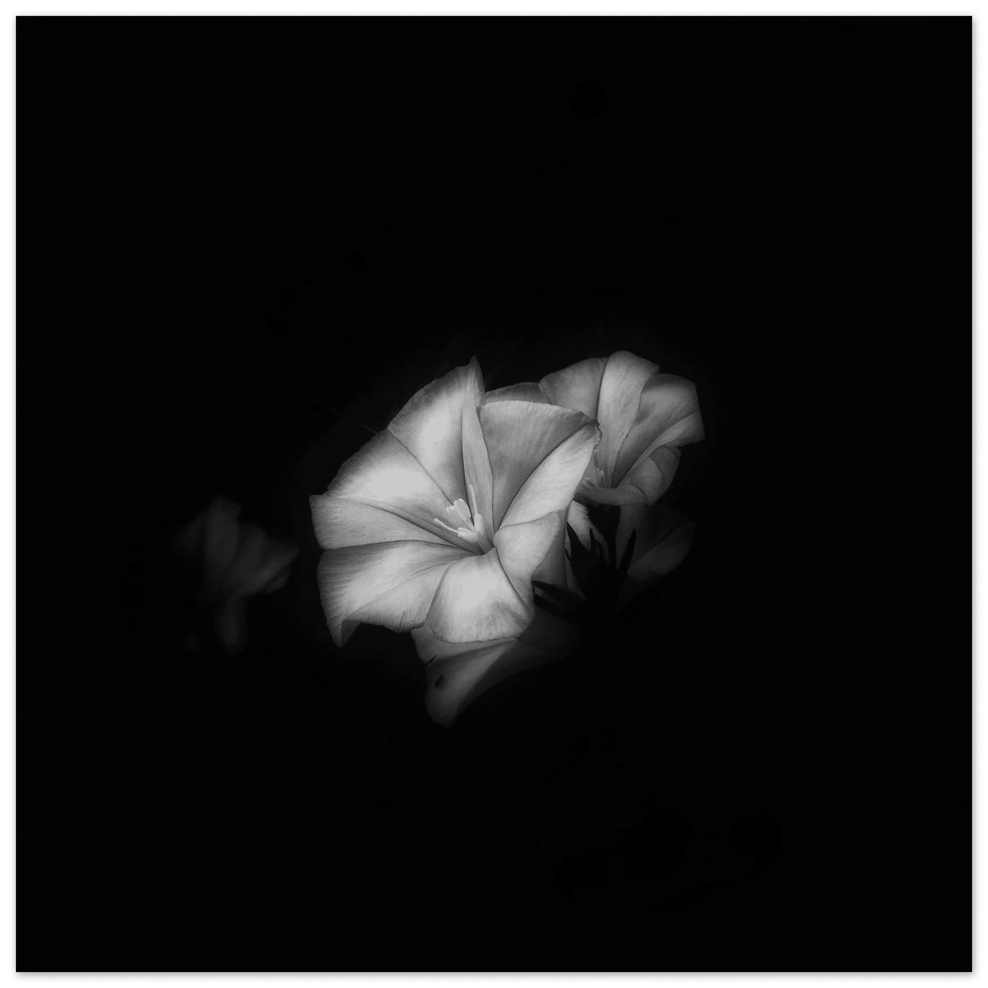 Bianco e Nero - Micol Art Gallery