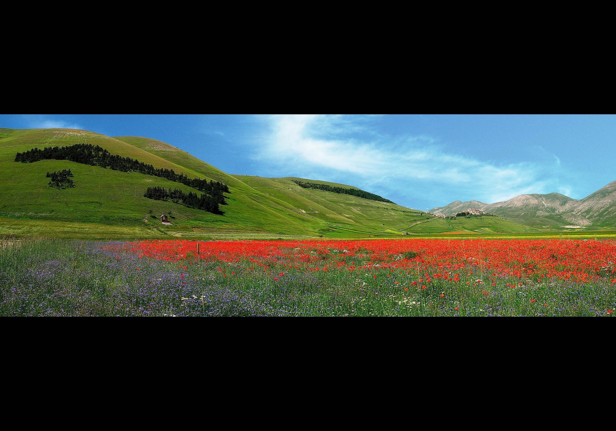Cara Italia - Micol Art Gallery