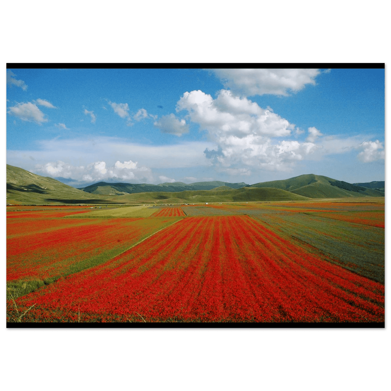 Distese di Rinascita - Micol Art Gallery