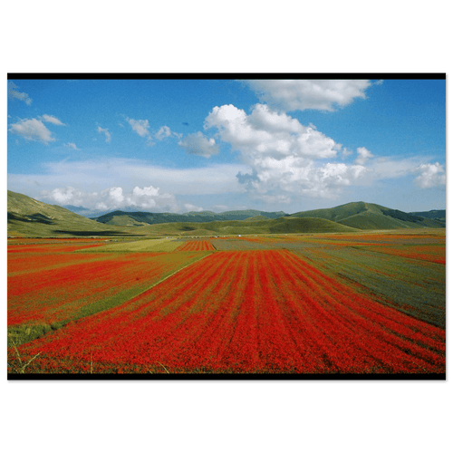 Distese di Rinascita - Micol Art Gallery