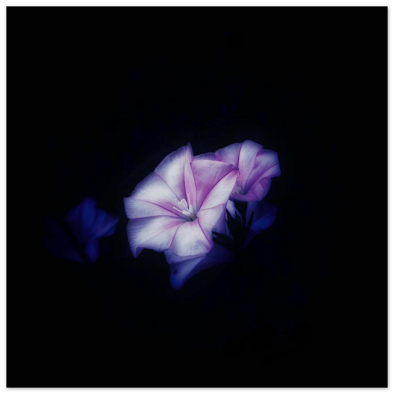 Fiore - Micol Art Gallery