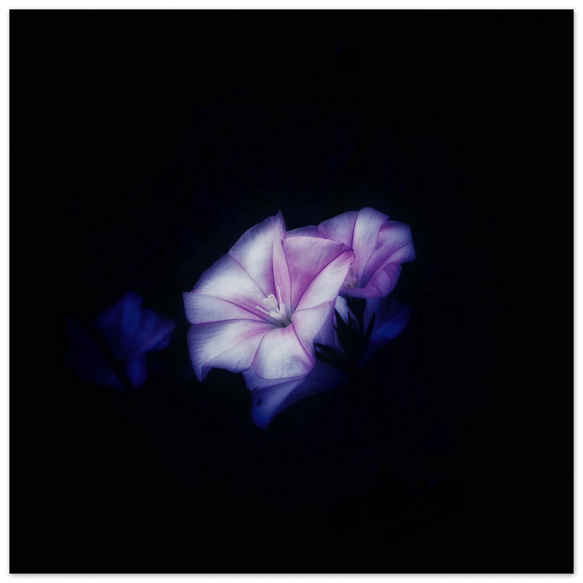 Fiore - Micol Art Gallery