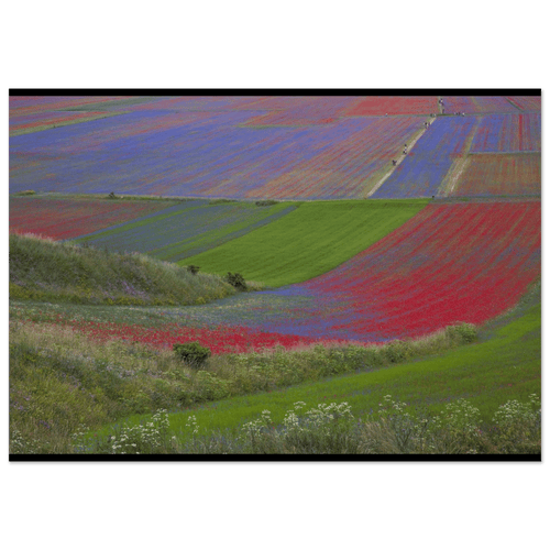 Geometrie Cromatiche - Micol Art Gallery