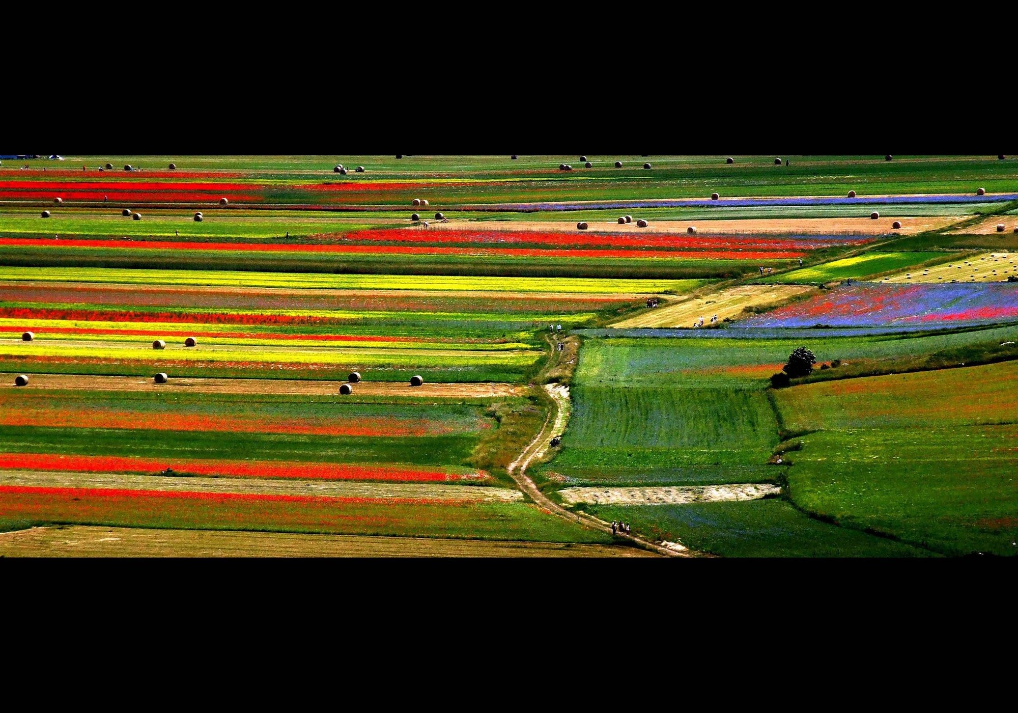 Il giardino della fata - Micol Art Gallery