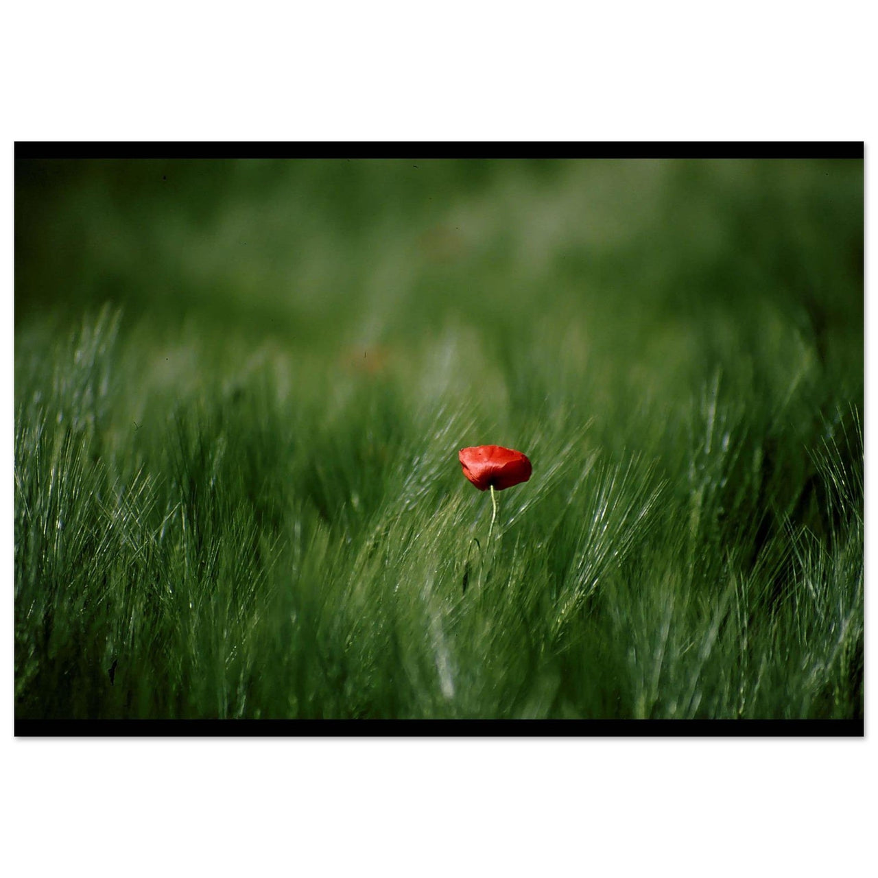 Il Papavero solitario - Micol Art Gallery