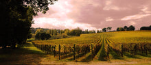  Il grappolo di vino 2