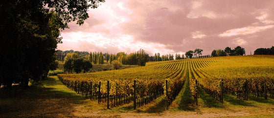 Il grappolo di vino 2