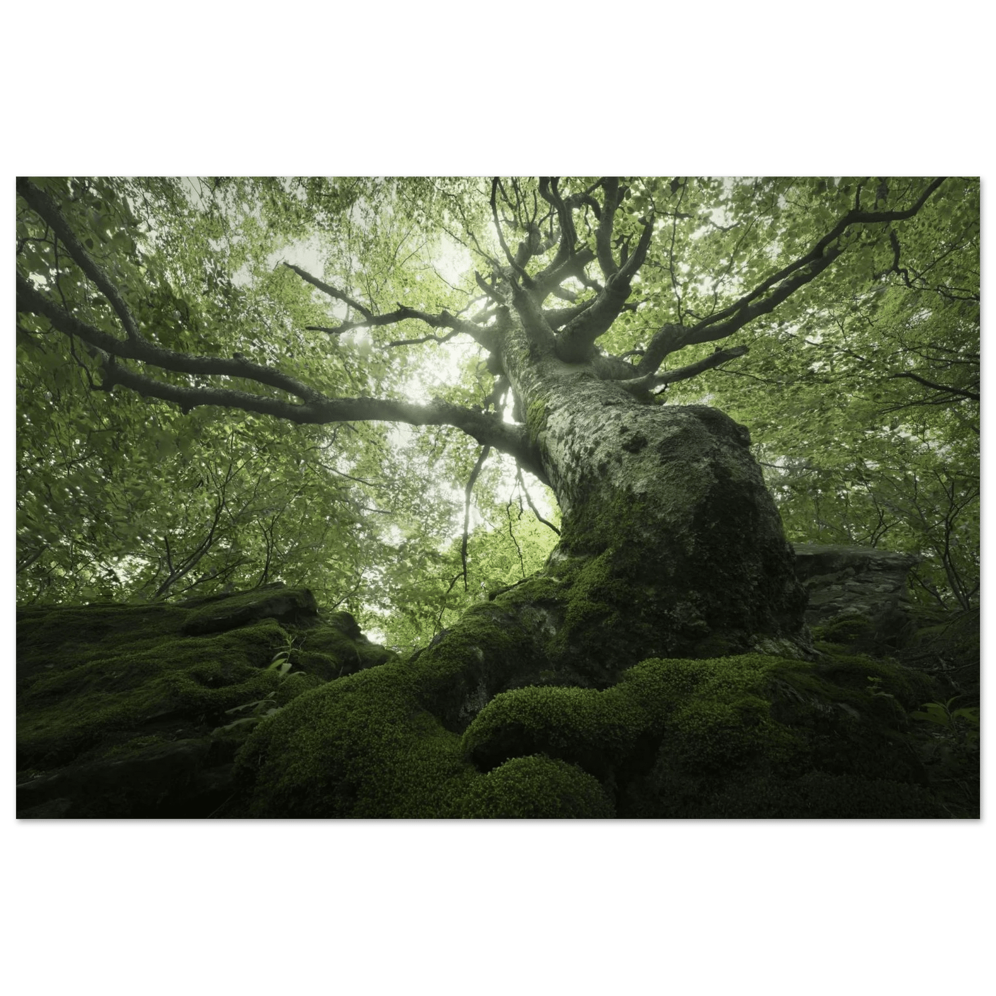 King of the Forest - Micol Art Gallery