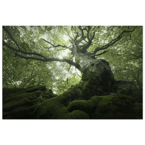King of the Forest - Micol Art Gallery