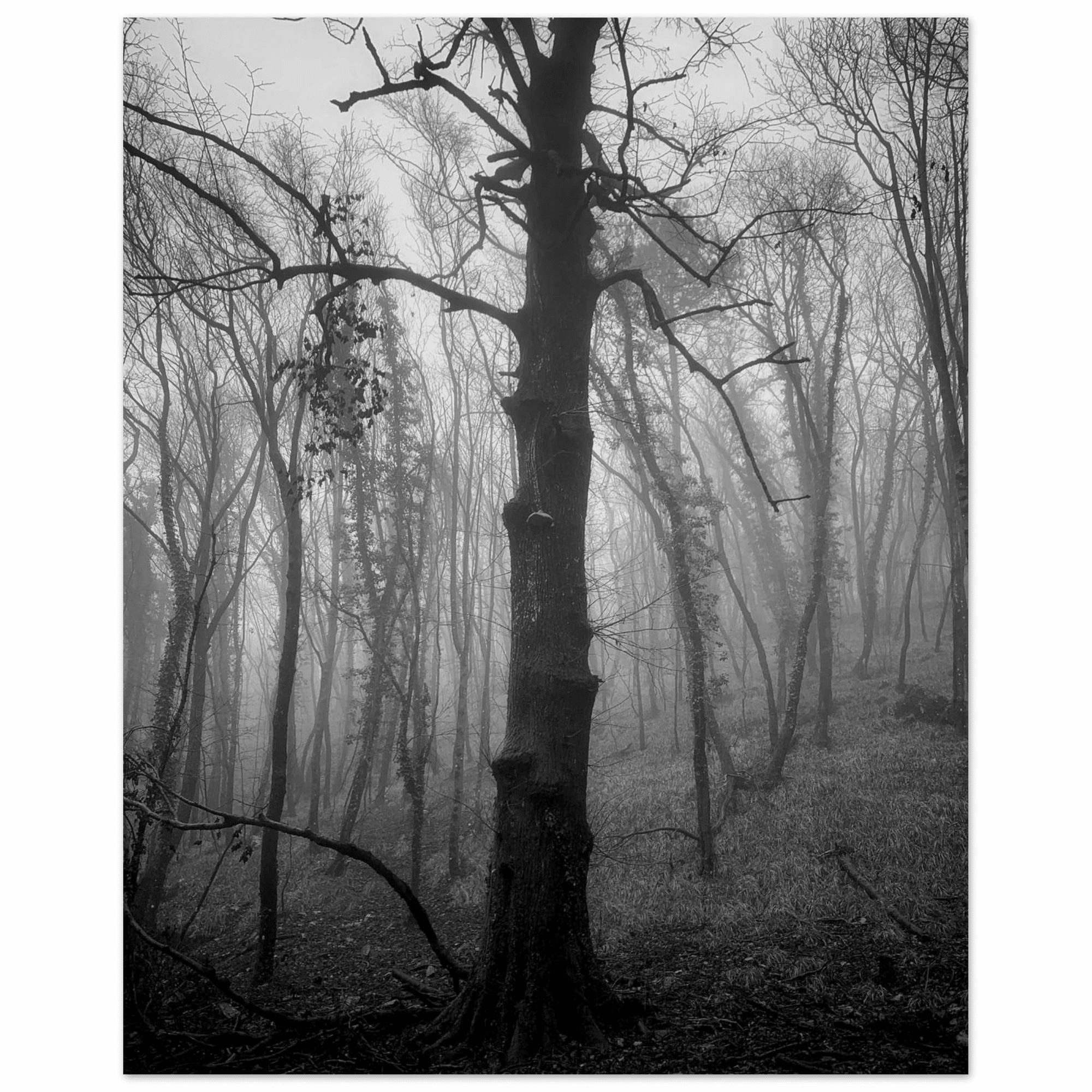 La nebbia - Micol Art Gallery