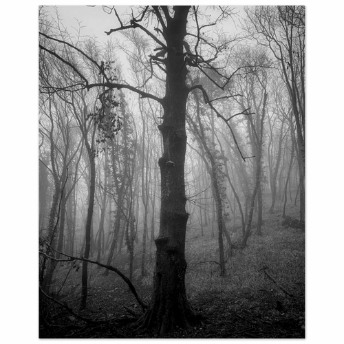 La nebbia - Micol Art Gallery