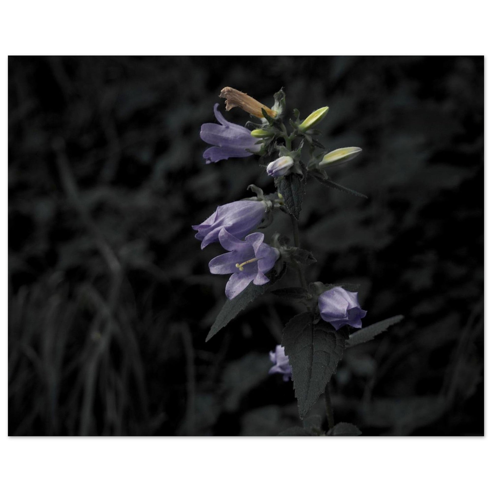 Natura - Micol Art Gallery
