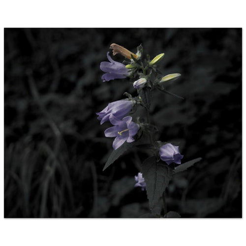 Natura - Micol Art Gallery