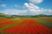  Piste di rosso