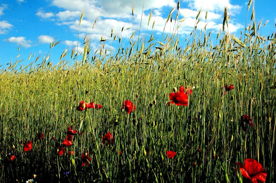 Rosso spiga