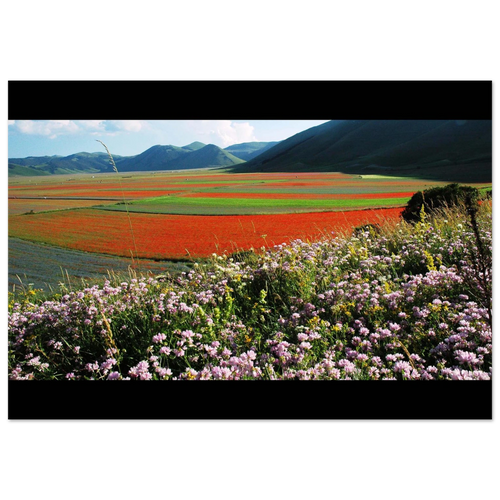 Sinfonia di Piana - Micol Art Gallery