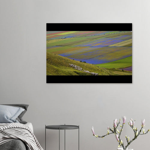 Viola - Micol Art Gallery