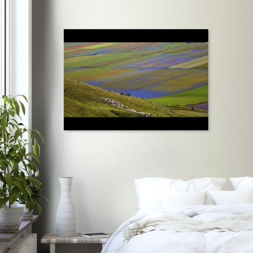 Viola - Micol Art Gallery