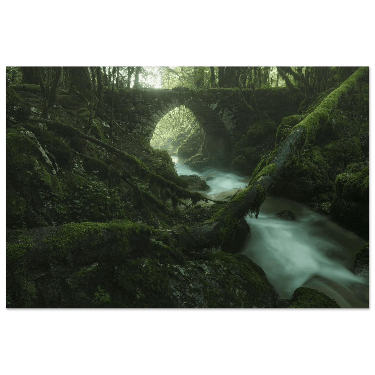 Woodland Realm - Micol Art Gallery