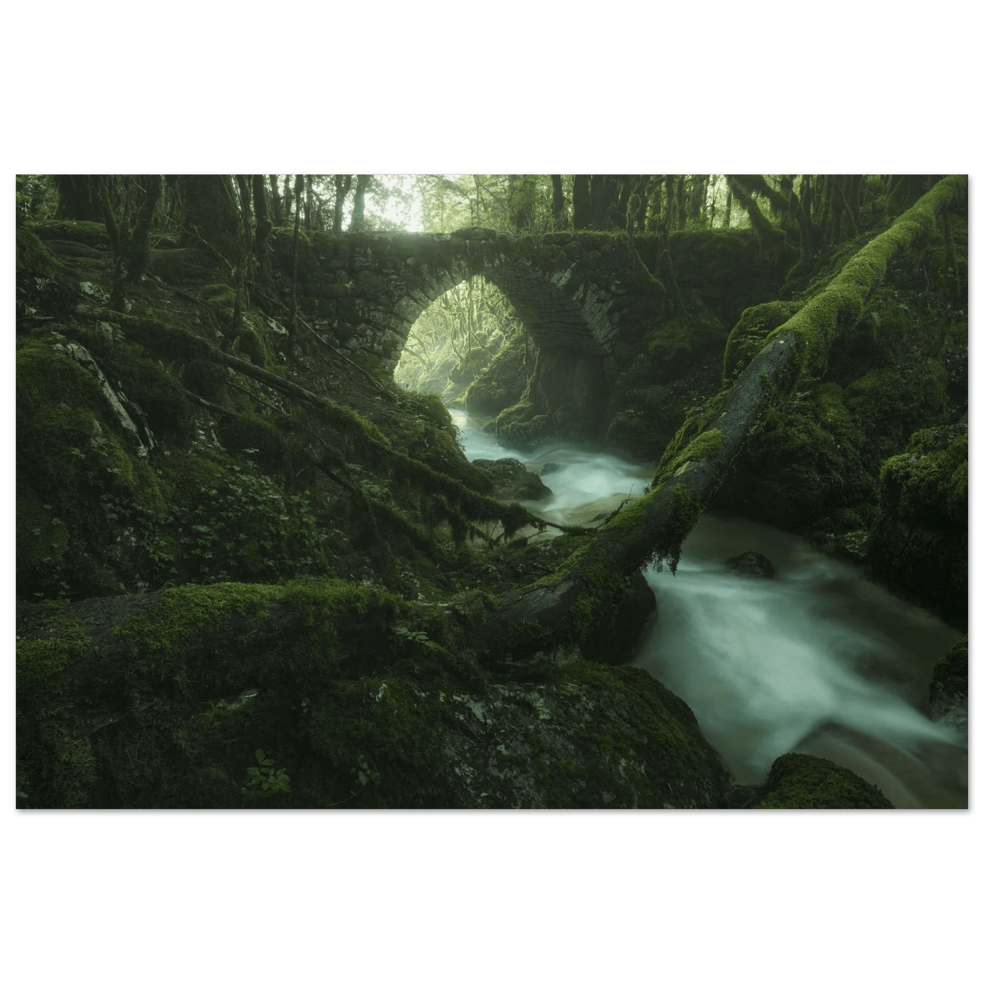 Woodland Realm - Micol Art Gallery